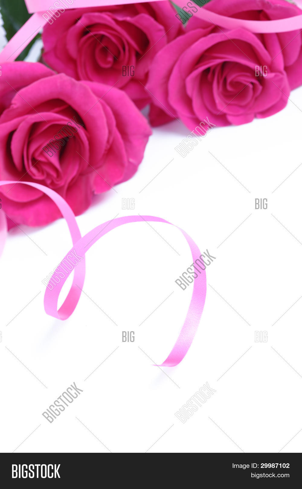Roses Ribbon On White Image & Photo (Free Trial) | Bigstock