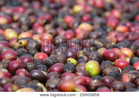 Fresh Coffe Seeds