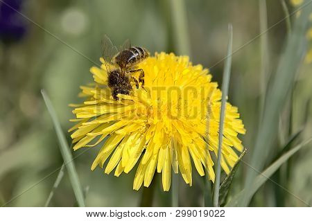 Close-up Of A Worker Bee Covered With Pollen Grains Gathering On A Yellow Dandelion Flower