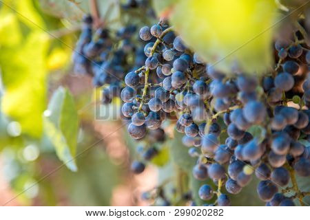 Winegrowing In Summer: Ripe Vine Grapes On A Farm