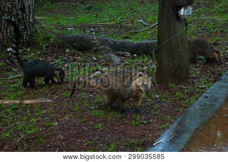 White Nosed Coati. Nasua Narica. Argentina, Unusual Animal With A Nose