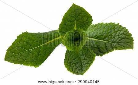 Fresh Raw Mint Leaves Isolated On White Background