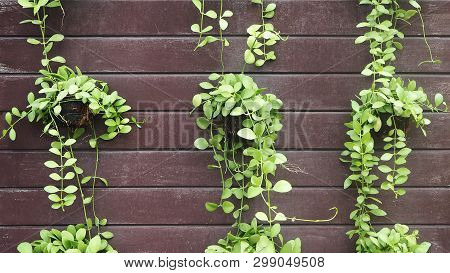 Green Leaves Of Dischidia Nummularia. Dischidia Nummularia Or String Of Nickels Creeping Green Plant