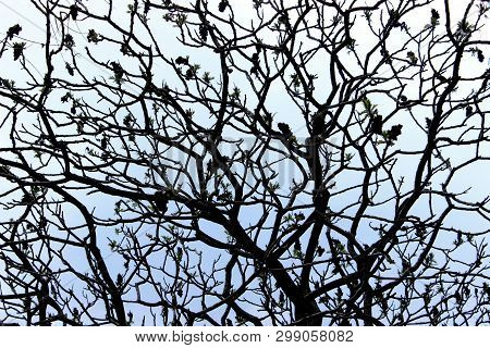 Abstract Nature Background. Silhouettes Of Branches. Cropped Shot Of A Tree.