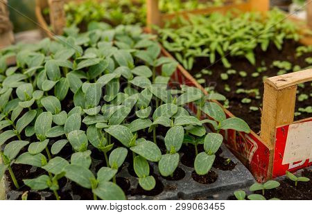 Cucumber Seedlings On A Black Soil