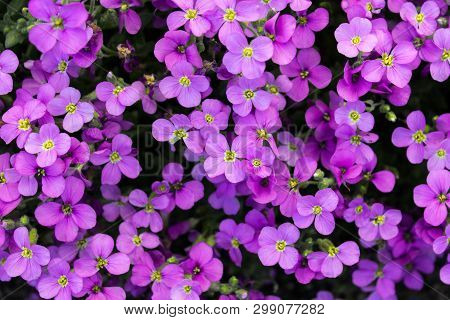 Pink Purple Spring Aubrieta Garden Flowers. Close Up Of A Carpet With Beautiful Flowers. Aubrieta Gr