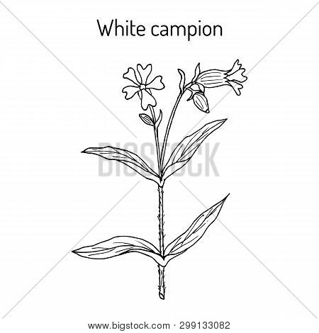 Bladder Or White Campion Silene Latifolia , Medicinal Plant. Hand Drawn Botanical Vector Illustratio