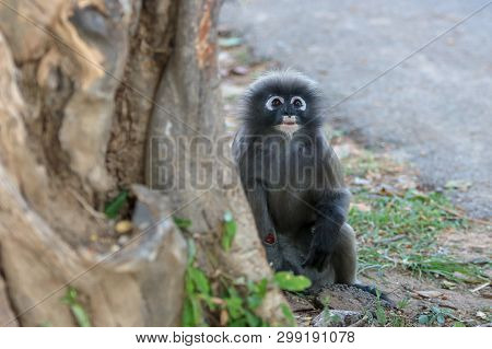 Trachypithecus Obscurus Sitting On A Stump Looking