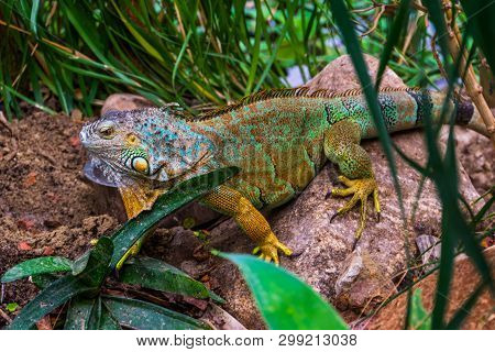 Closeup Of A Colorful Iguana In Different Colors Sitting On A Rock, Popular Tropical Reptile Pet Fro
