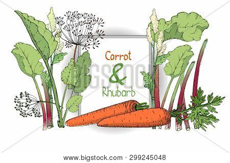 Vector Set With Rhubarb And Carrot. Fresh Pieplant With Green Leaves, Green And Red Stems, White And