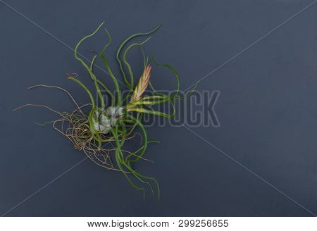 Air Plant, Tillandsia Ionantha, Houseplant Succulent On Blackboard.