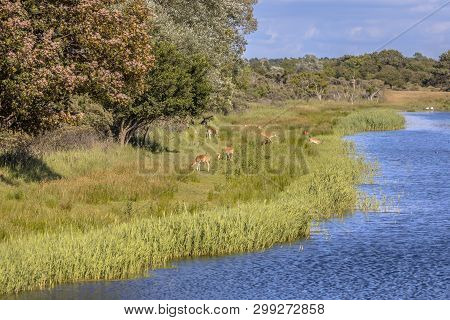Fallow Deer (dama Dama) Grazing On River Bank In Amsterdamse Waterleidingduinen Nature Reserve In Th
