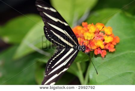 Zebra Longwing motýl