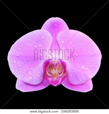 Pink Orchid Flower Isolated On Black Background
