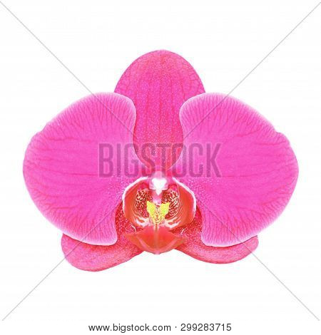 Pink Orchid Flower Isolated On White Background