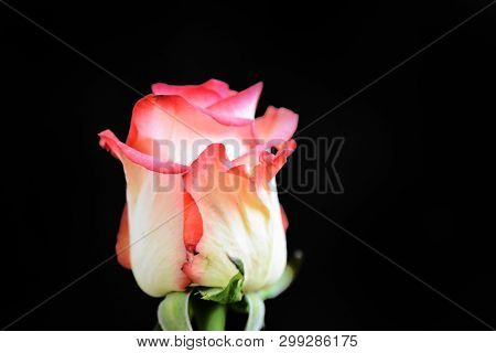 Very Nice Colorful Rose Close Up In The Sunshine