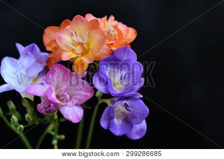 Beautiful Colorful Freesias Close Up In The Sunshine