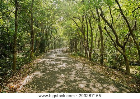 Shady Walkway With Natural Sunlight Among The Lush Green Forest In Summer.  Sri Nakhon Khuean Khan P