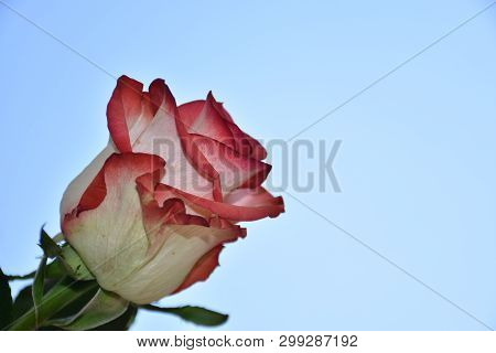 Very Nice Colorful Rose Close Up In The Sunshine