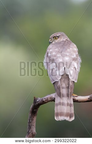 The Eurasian Sparrowhawk, Accipiter Nisus In Forest In The Beautiful Colorful Autumn Environment. Pr