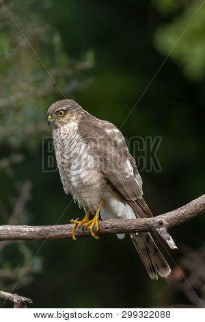 The Eurasian Sparrowhawk, Accipiter Nisus In Forest In The Beautiful Colorful Autumn Environment. Pr