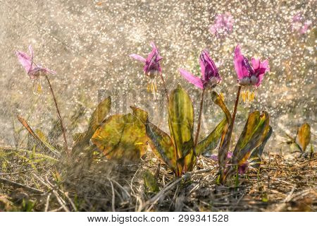 Amazing First Spring Burgundy Wild Flowers Of Erythronium Sibiricum With Drops And Traces Of Rain In