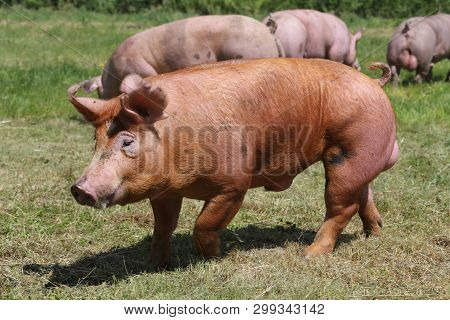 Side View Portrait Closeup Of A Pink Colored Yoiung Pig Sow