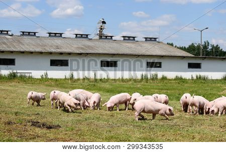 Side View Portrait Closeup Of A Pink Colored Yoiung Pig Sow