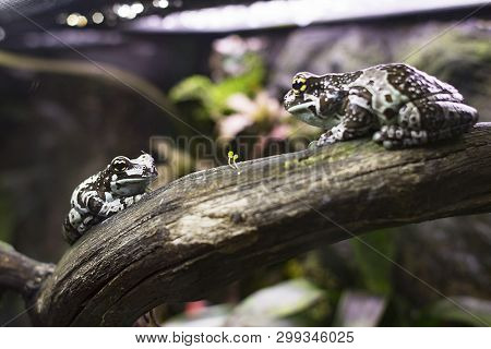 A Brown Spotted Frog Is Sitting On A Branch In An Aquarium