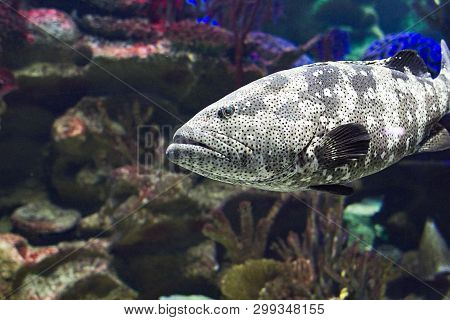 Giant Grouper Fish Swimming In Dark Aquatic Ambiance
