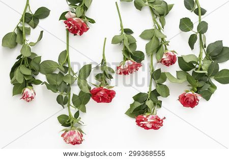 Beautiful Little Roses Flat Layout On White Background