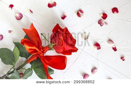Red Rose With Ribbon Bow On White Background With Petals