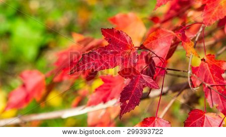 Leaves Of Amur Maple Or Acer Ginnala In Autumn Sunlight With Bokeh Background, Selective Focus, Shal