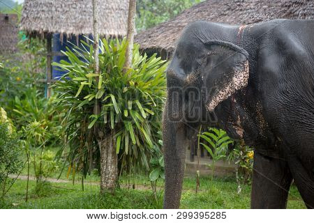 The Hard Work Of Thai Elephants, Sad Eyes.
