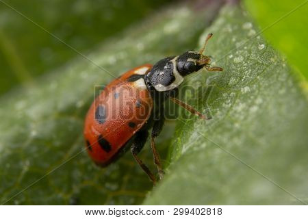Adonia Variegata Red Ladybug Posing On A Green Leaf