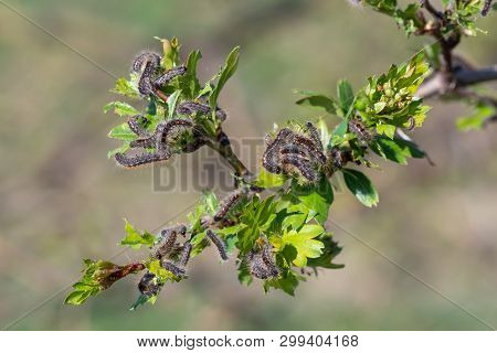 Caterpillar Larvae, Brown Tail Caterpillars On Tree