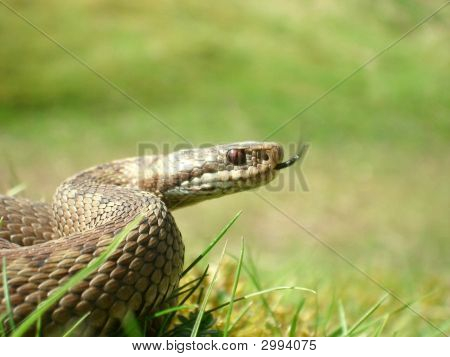 Женский гадюка