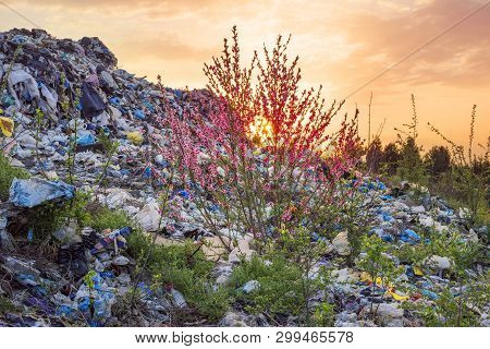 Sakura On A Pile Of Garbage