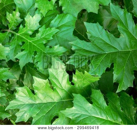 Green background with  new leaves of Acanthus plant. 