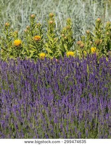 The Flourishing Lavender And Yellow Star-thistle Flowers