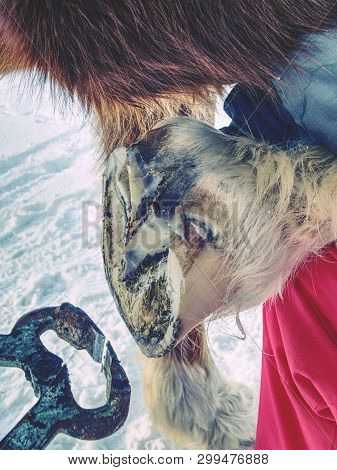 Farrier Trimming Horse Hoof With Hoof Pincer. Old Rusty Horse Owner Tools. Nesessary Equipment For C