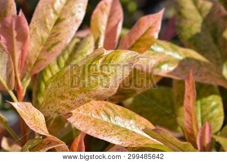 Photinia Pink Crispy - Latin Name - Photinia Serratifolia Pink Crispy (photinia Serrulata Pink Crisp