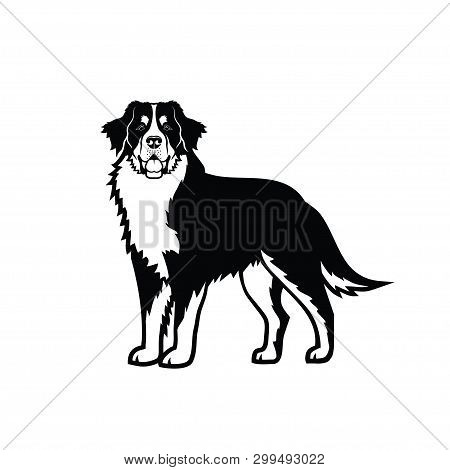 Bernese Mountain Dog - Isolated Vector Illustration - Vector