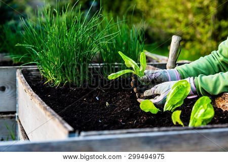 Backyard outdoor portrait of a woman gardener hands planting letuce in vegetable garden.