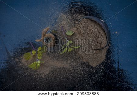 Ayurvedic Herb Brahmi Or Waterhyssop With Its Essence  In A Small Transparent Glass Bottle Along Wit