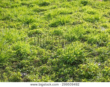 Green Grass Lawn And Weed Nature Background.