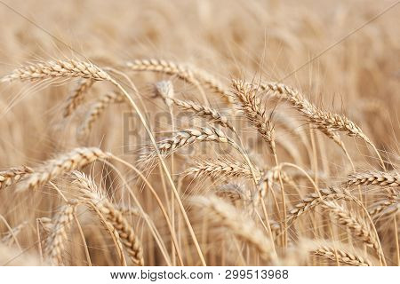 Field With Golden Wheat On A Sunny Day . Wheat Field. Ears Of Golden Wheat Close Up. Rural Scenery U