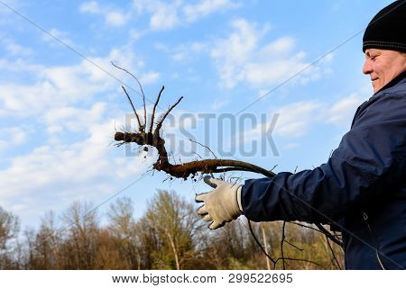 Close-up, Gardeners In The Spring Are Trying To Remove A Dry Tree, Pulling Out Its Roots With A Shov