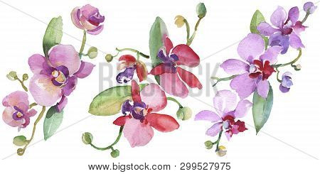 Orchid Bouquets Floral Botanical Flowers. Watercolor Background Illustration Set. Isolated Orchid Il