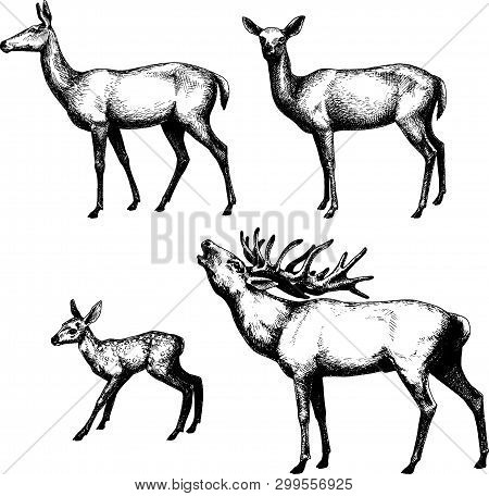 Set Of Graphic, Shaded Deers,vector, Graphics ,isolated